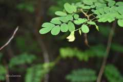 Ormocarpum cochinchinense